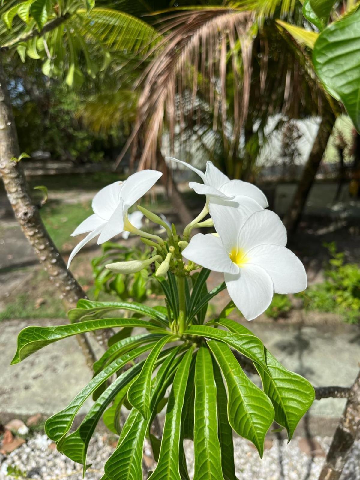 Ecolodge Batel Alagoas Coruripe Exterior foto