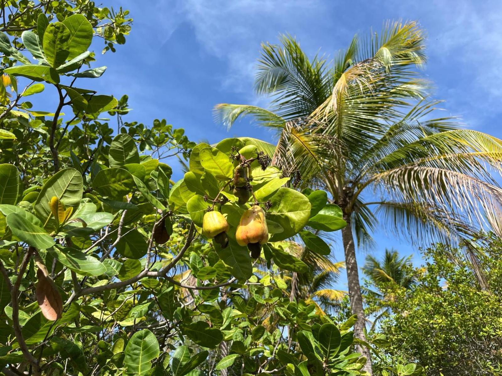 Ecolodge Batel Alagoas Coruripe Exterior foto